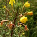 Oenothera ersteinensis - Photo (c) aroche, some rights reserved (CC BY), uploaded by aroche