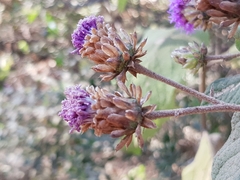Vernonia alamanii