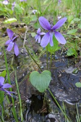 Viola uliginosa