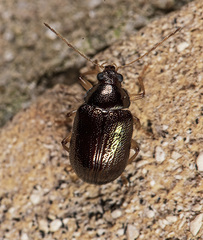 Rhabdopterus deceptor