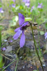 Viola uliginosa