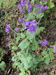 Lunaria annua