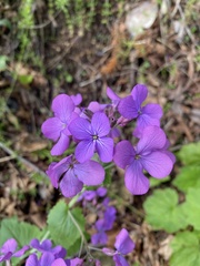 Lunaria annua
