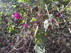 Salvia iodantha