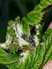 Aphis ulmariae