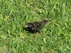 Sturnus vulgaris