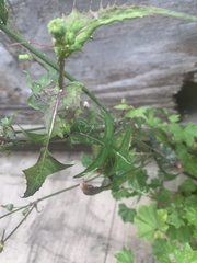 Cichorieae