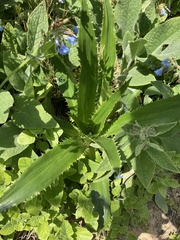 Eryngium yuccifolium