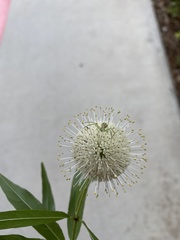 Cephalanthus salicifolius