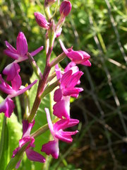 Anacamptis laxiflora