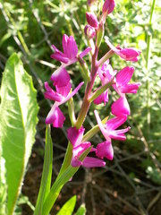 Anacamptis laxiflora
