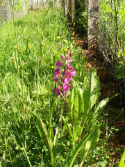Anacamptis laxiflora