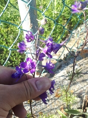 Delphinium pentagynum