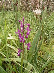 Anacamptis laxiflora