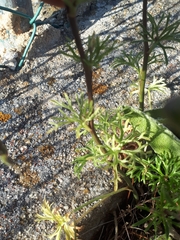 Delphinium pentagynum