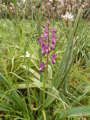 Anacamptis laxiflora