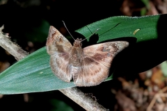Quadrus cerialis