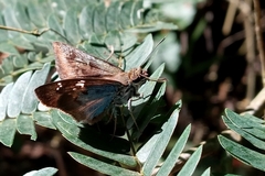Quadrus cerialis