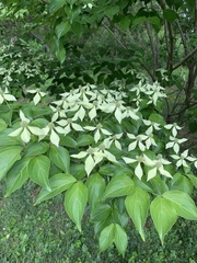 Cornus kousa