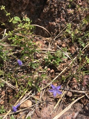 Campanula reverchonii