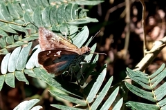 Quadrus cerialis