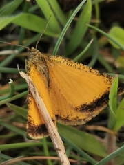 Isturgia limbaria