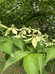 Cornus kousa