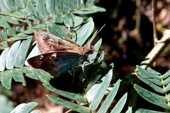 Quadrus cerialis