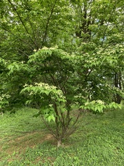 Cornus kousa