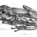 Pseudophilautus nasutus - Photo Albert Charles Lewis Günther (1830-1914), sem restrições de direitos de autor conhecidas (domínio público)