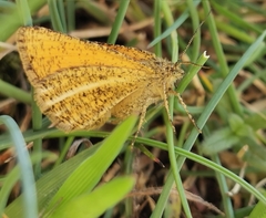 Isturgia limbaria