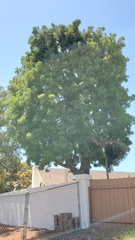 Afrocarpus gracilior