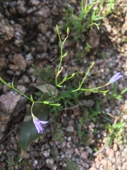 Campanula reverchonii