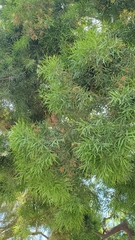 Afrocarpus gracilior