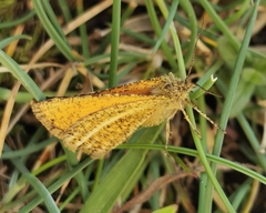 Isturgia limbaria