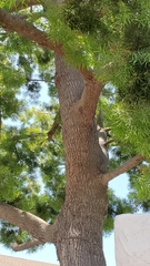 Afrocarpus gracilior