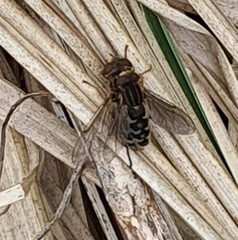 Anasimyia interpuncta