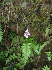 Dactylorhiza foliosa image