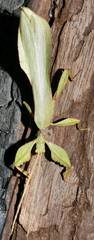 Phylliidae