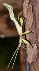 Phylliidae
