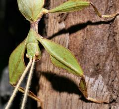 Phylliidae