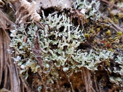 Cladonia ceratophylla