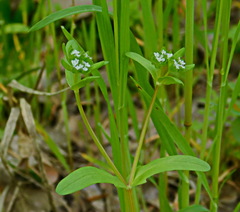 Valerianella dentata