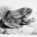 Pseudophilautus variabilis - Photo Albert Charles Lewis Günther (1830-1914), sem restrições de direitos de autor conhecidas (domínio público)