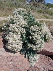 Crambe maritima