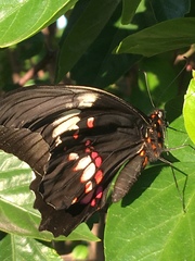 Heraclides anchisiades