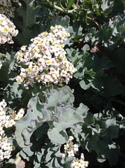 Crambe maritima