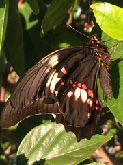 Heraclides anchisiades