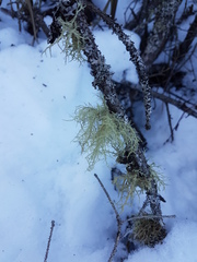 Usnea perplexans