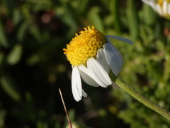 Anthemis secundiramea